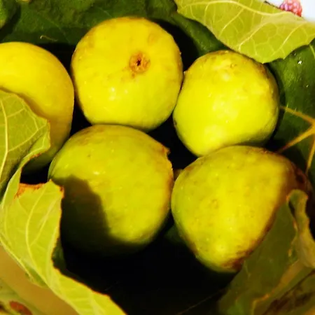 Frühstückspension Del Borgo San Marco Argentano